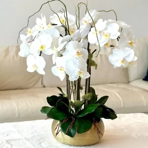 Plant arrangement (orchids) #12