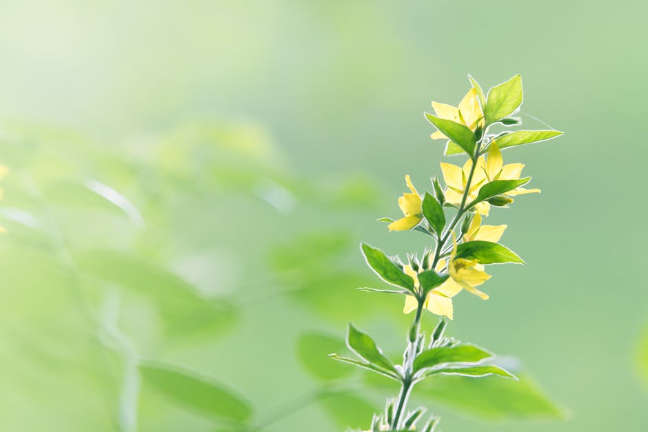 Seasonal Blooms: Why Buying Flowers by Season Matters